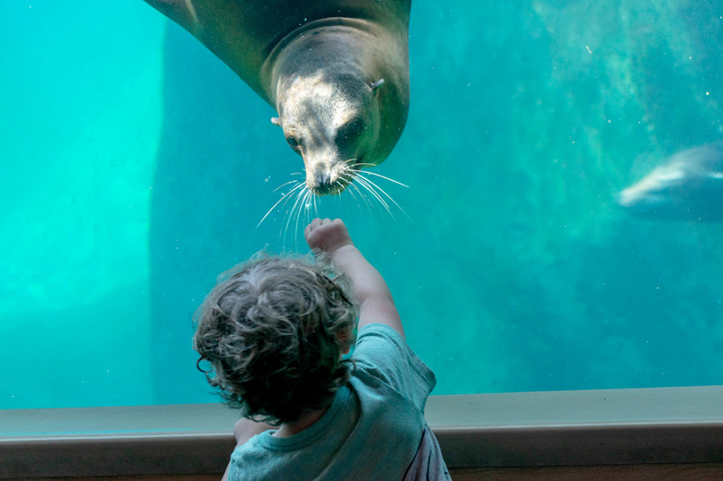 A child meets a California sea lion at the Seneca Park Zoo. 