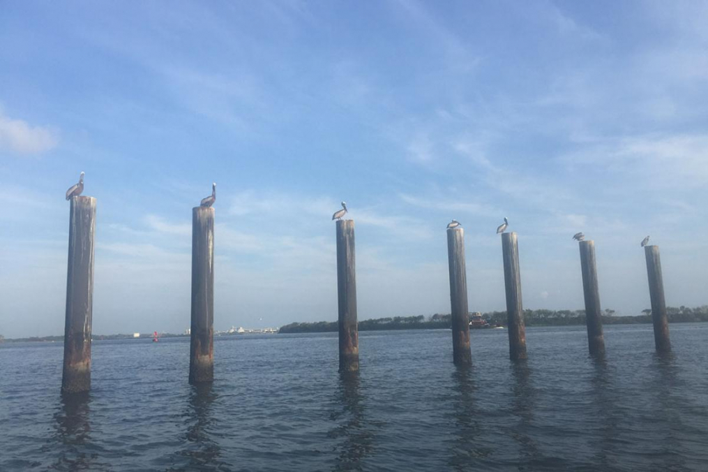 pelicans sitting on wood posts in a body of water