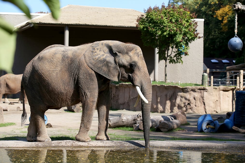 An African elephant at the Seneca Park Zoo. 