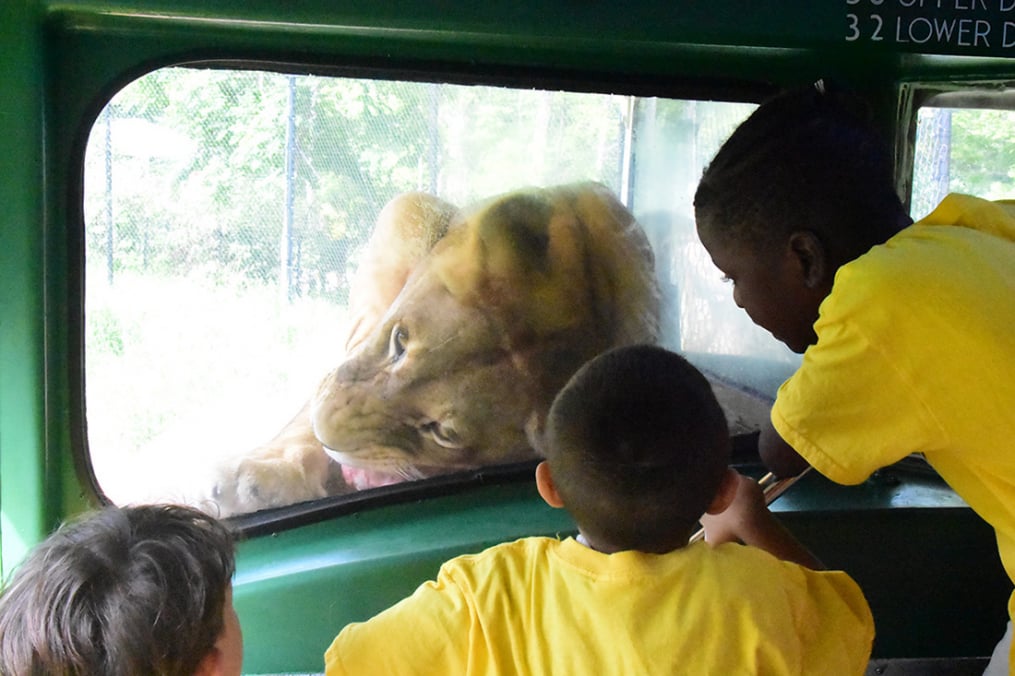 A group of children looking at a lion through glass
