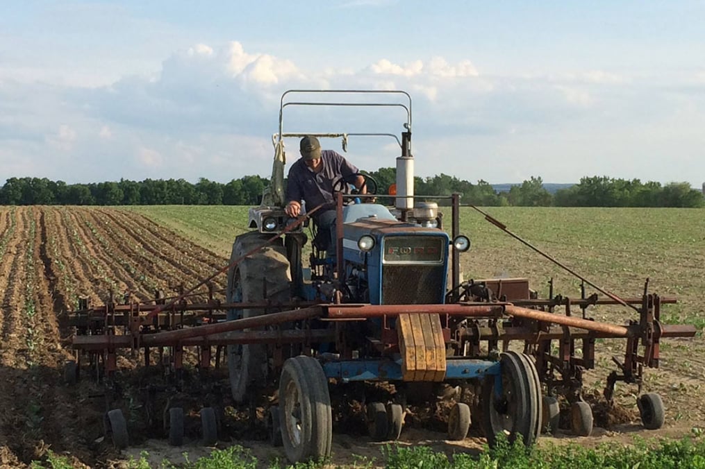 Klass Martens, an organic farmer, tends to his cabbage patch.