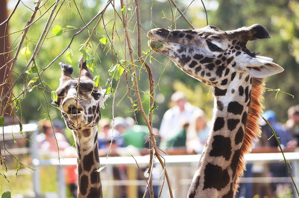 A couple of Masai giraffes enjoy a snack at the Seneca Park Zoo. 