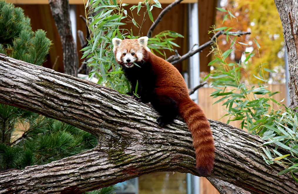 A red panda poses for the camera at the Seneca Park Zoo.
