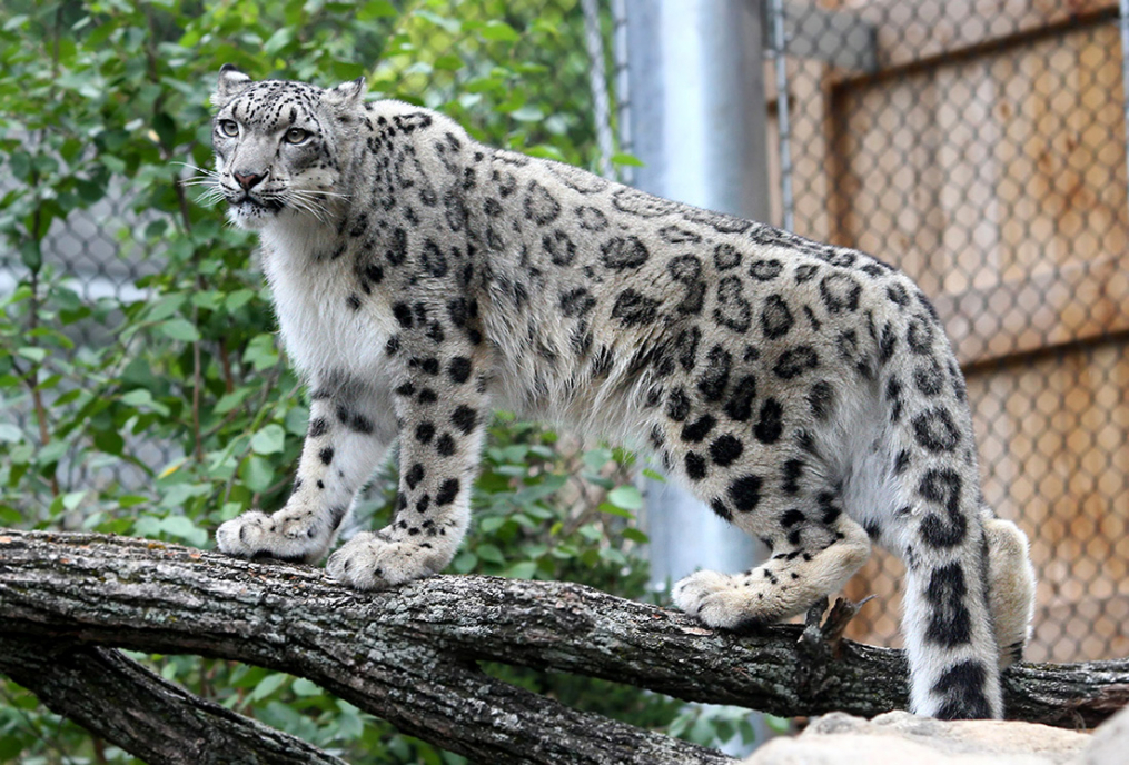 A snow leopard in its exhibit at the Seneca Park Zoo. 