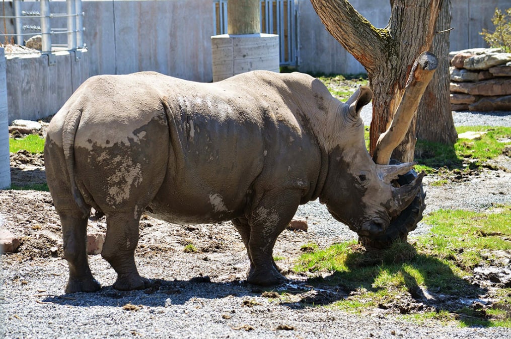 A white rhino in its exhibit at the Seneca Park Zoo. 