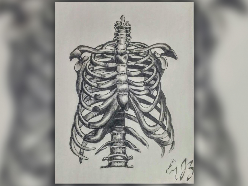 drawing of a human rib cage